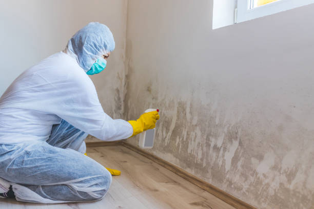 Professional mold removal team in Fairfield