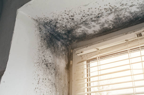 Mold Removal service in Fairfield